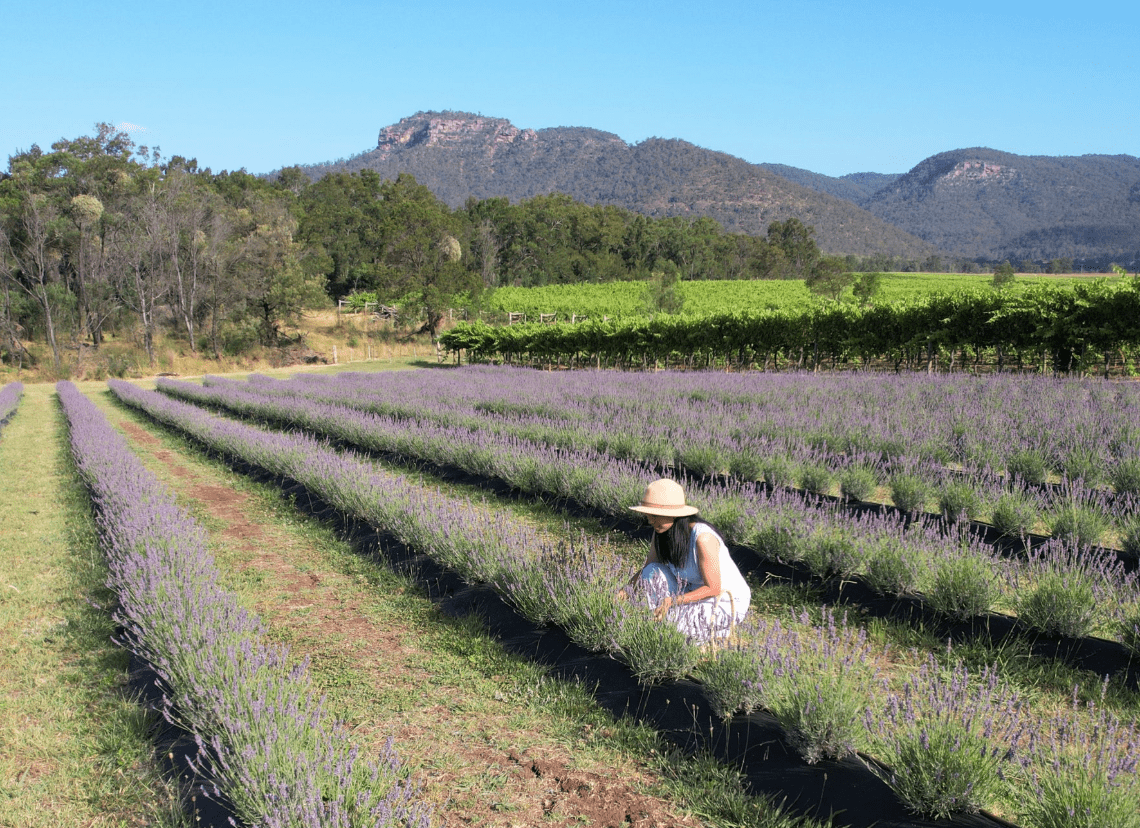 Lavender Fields of Wavre